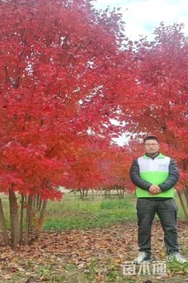 高度400厘米丛生美国红枫