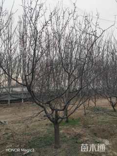 12公分杏树