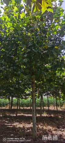 10公分速生法桐