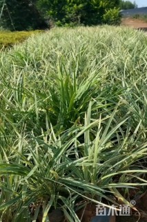 高度20厘米丽蚌草