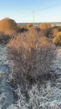 冠幅100厘米紫叶小檗球