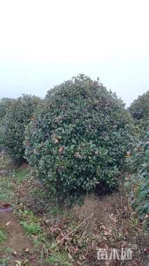 冠幅150厘米红叶石楠球