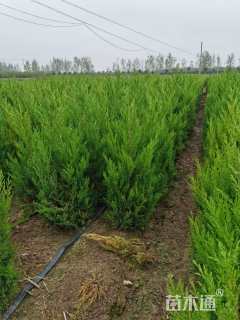 高度120厘米塔柏