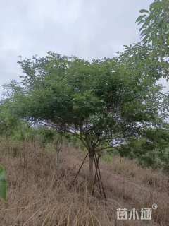 9公分紫花风铃木