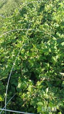 高度80厘米乌梅