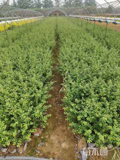 高度40厘米龟甲冬青