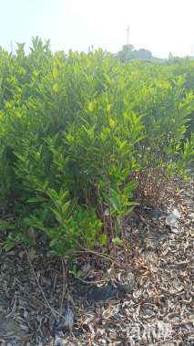 高度80厘米法国冬青