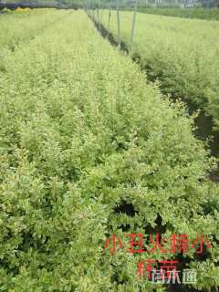 高度40厘米小丑火棘