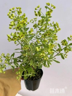 高度30厘米大戟