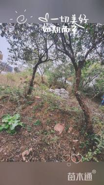 高度350厘米茶树