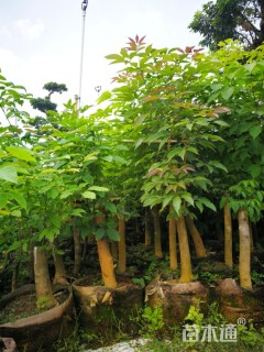 5公分紫花风铃木