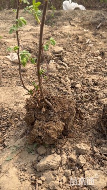 高度50厘米四季玫瑰