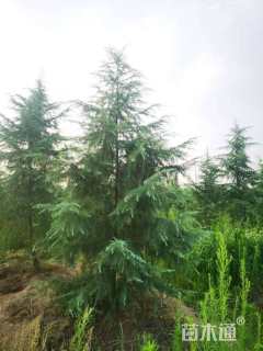 高度450厘米雪松