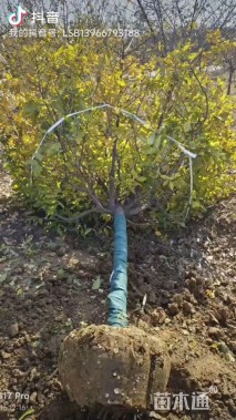 高度350厘米蜡梅