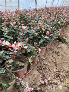 20厘米花叶络石