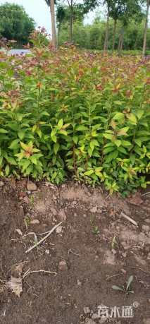 高度40厘米绣线菊