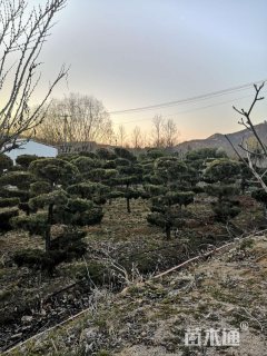 造型龙柏