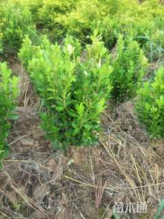 高度15厘米瓜子黄杨