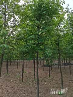 12公分木瓜树