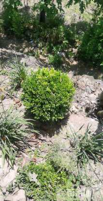 高度200厘米万年青