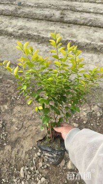 高度35厘米金叶女贞