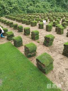 草卷状马尼拉草