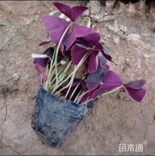 高度28厘米紫叶酢浆草