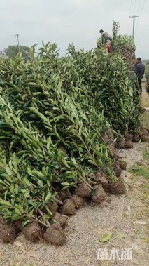 高度120厘米法国冬青