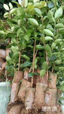 高度50厘米油茶