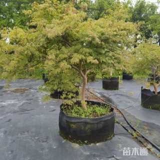 高度100厘米羽毛枫