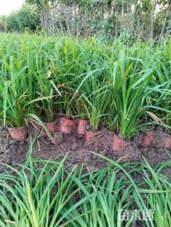 高度40厘米红色海盗萱草