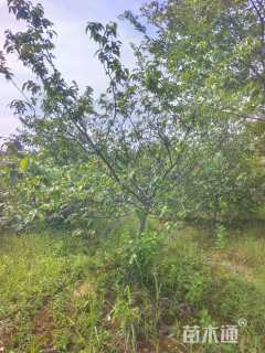 高度200厘米蜡梅