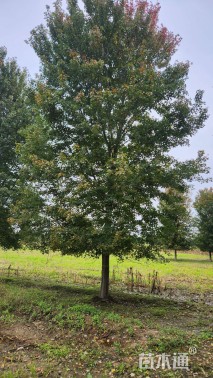 17公分美国红枫