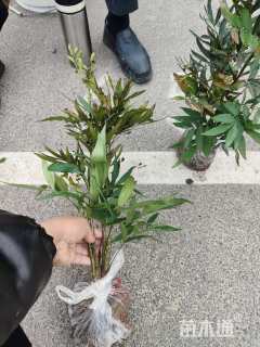 高度40厘米狭叶十大功劳