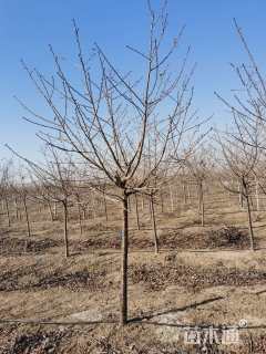 8公分红粉佳人樱