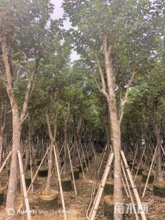 12公分黄花风铃木