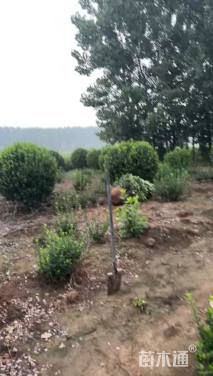 冠幅250厘米卫矛球