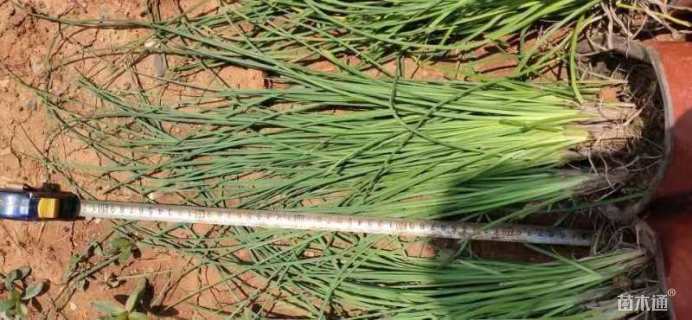 高度30厘米火炬花