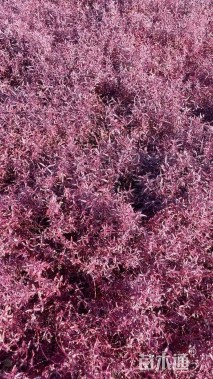 高度30厘米红莲子草