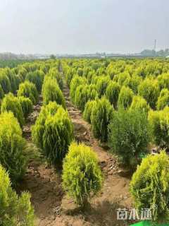 冠幅50厘米洒金柏球