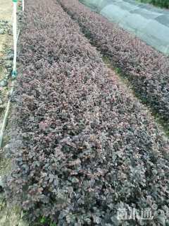 高度25厘米红花继木