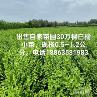 高度80厘米榆树小苗