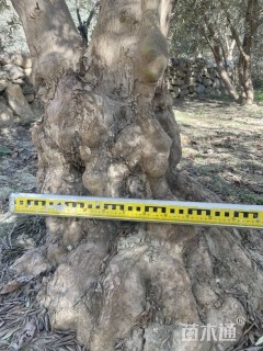40公分油橄榄