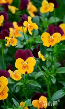 高度15厘米三色堇