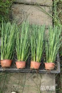 高度120厘米细叶芒