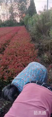 0.6公分红叶石楠