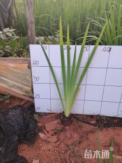 高度30厘米鸢尾