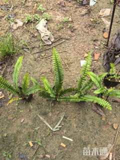 高度18厘米排骨草