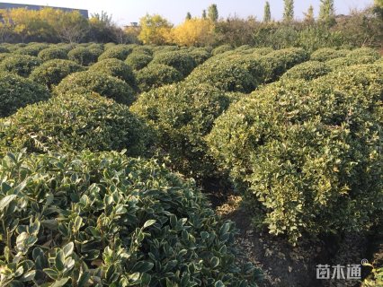 冠幅150厘米金边黄杨球