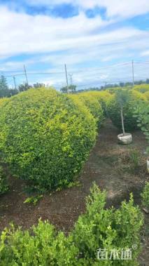 冠幅130厘米亮晶女贞球